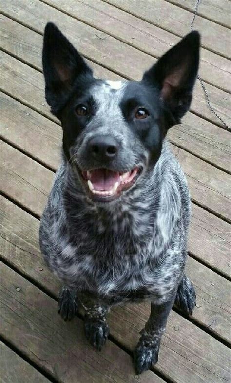 Blue Heeler/Border Collie Mix