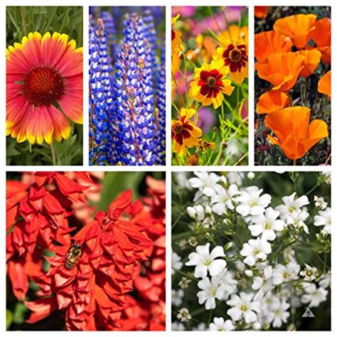 List Of The Best Deer Resistant Flowers Top 10 Picks BNB