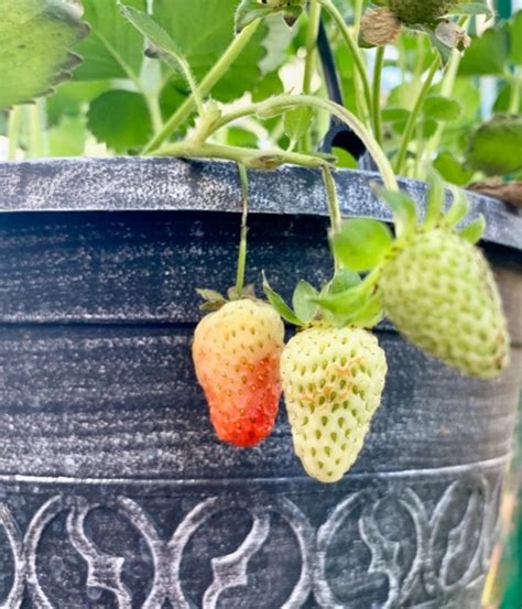 28 Strawberry Growing Tips! {How to Grow Big, Juicy Strawberries}