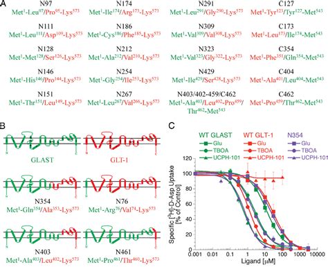 Figure From Allosteric Modulation Of An Excitatory Amino Acid