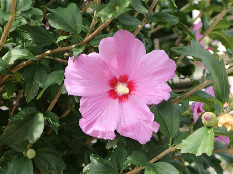 Hibiscus Syriacus Rose Of Sharon World Of Flowering Plants