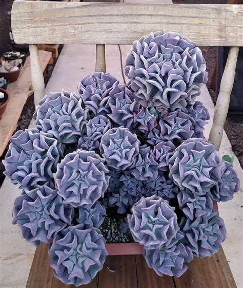 60 Types Of Succulents (With Pictures)