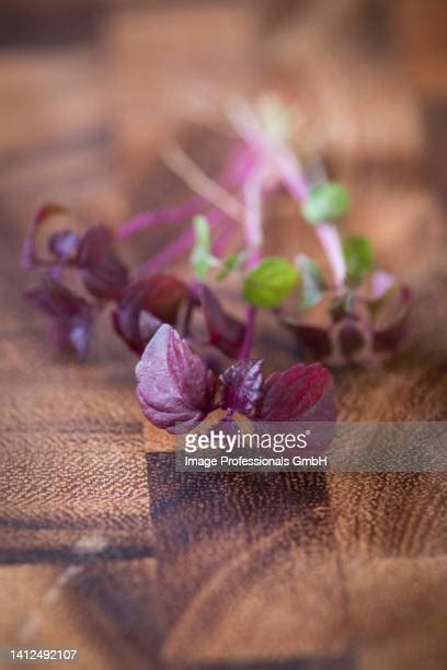 19 Shiso Cress Stock Photos High Res Pictures And Images Getty Images