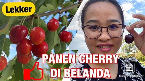 Panen Buah Cherry Di Belanda YouTube