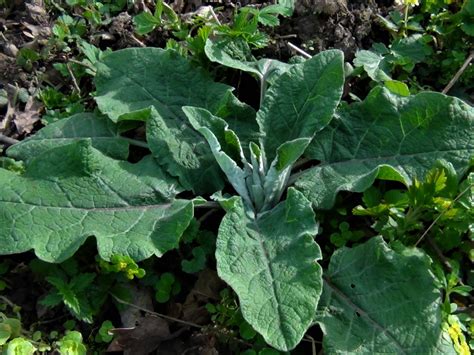 Common Burdock, Lesser Burdock, Arctium minus, Arctinum lappa.