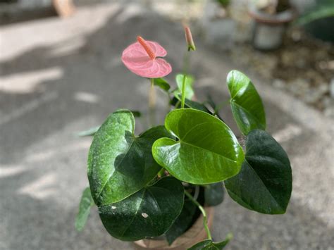 Care For Anthurium Anthurium Flower Growing Guide