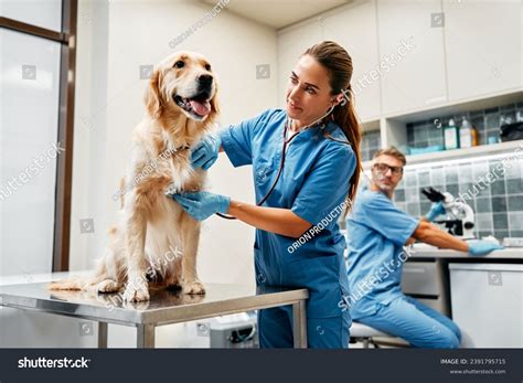 Veterinarians Doctors Conduct Routine Examination Dog Stock Photo