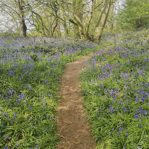 Best Bluebell Walks Malvern Garden Buildings