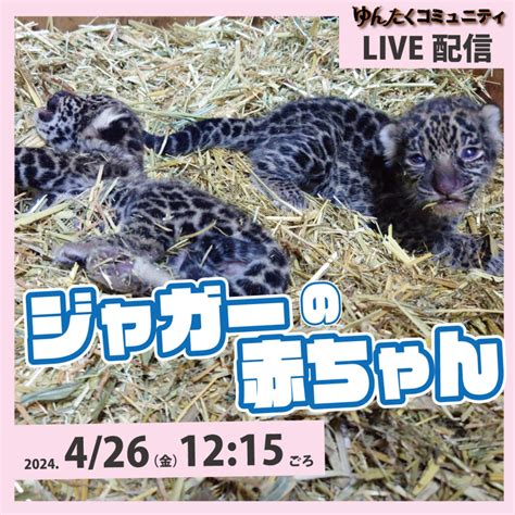 ゆんたくコミュニティ限定ライブ配信「ジャガーの赤ちゃん」 沖縄こどもの国 Okinawa Zoo And Museum