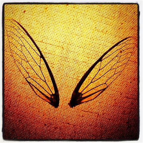 Dragonfly Wings | Dragonfly wings, Fairy wings, Wings