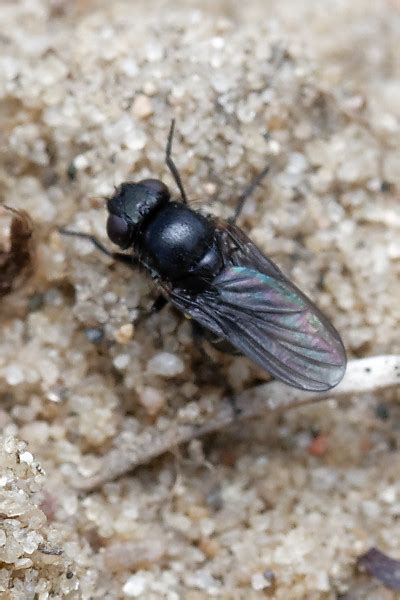 Diptera Info Discussion Forum Agromyzidae Id Help Please