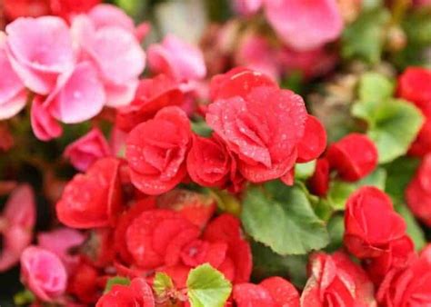 Rieger Begonia 🌸 🌿 A Blooming Delight For Indoor Gardens