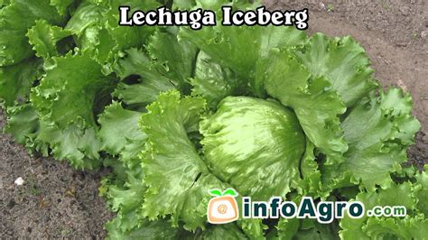 Cultivo de la lechuga. 1ª parte - YouTube