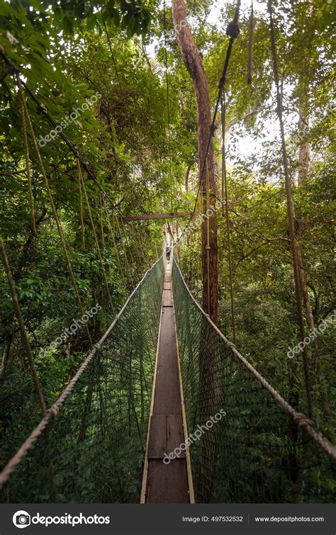 Canopy Walkway Jungle Malaysia Taman Negara National Park Stock Photo ...