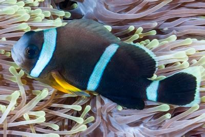 Pez Payaso Canela Amphiprion Melanopus Ficha De Pez