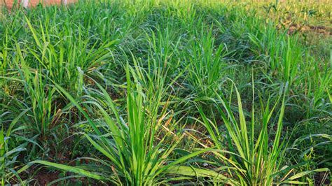 Mombasa Guinea Paspalum Maximum Cv Mombasa Grass For Animals Buffalo