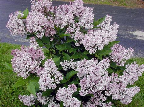 Lilac Miss Kim (Syringa patula 'Miss Kim')