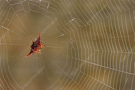 Kite Spider - Stock Image - C044/0059 - Science Photo Library