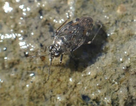 Saldula from Novoodes'kyi district, Mykolaiv Oblast, Ukraine on August ...