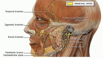 Facial Nerve Palsy Symptoms - 7th Cranial Nerve, Function & Anatomy