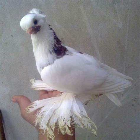 Pigeon Breeds - Pretty Birds