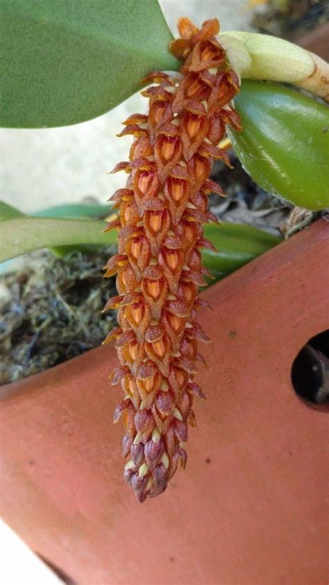 Bulbophyllum Crassipes Furniture Home Living Gardening Plants