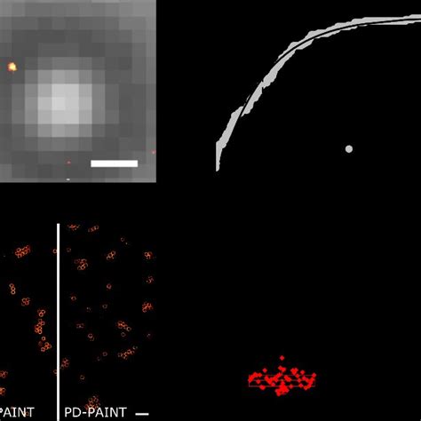 Quantitative Imaging With Pd Paint A Widefield Image Of A