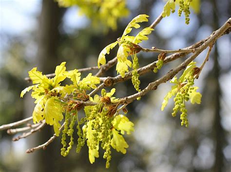 Дуб звичайний (черешчатий)