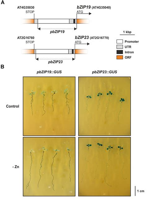 Arabidopsis Bzip And Bzip Tissue Expression Analysis With