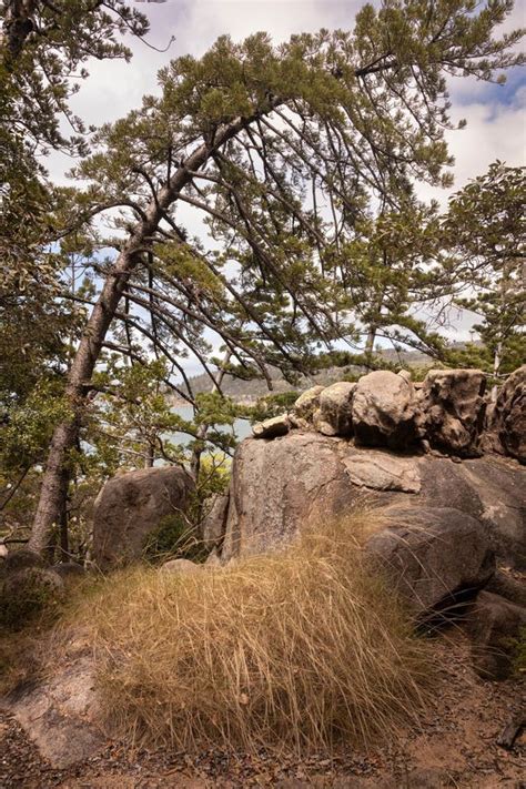 Image Of An Australian Bushland On Magnetic Island In Townsville Far