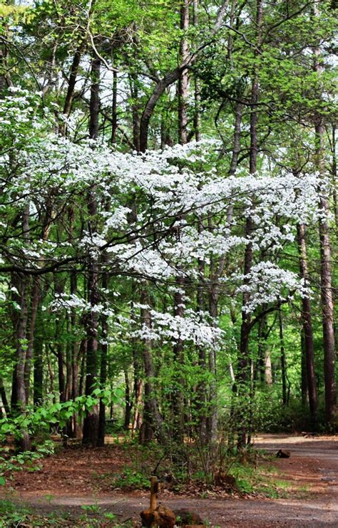 2015 Dogwoods Blooming At Tyler State Park In East Texas Love Flowers