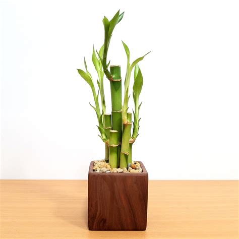 Woodgrain Square Vase 3 With 5 Lucky Bamboo Stalks Eve S Garden Gifts