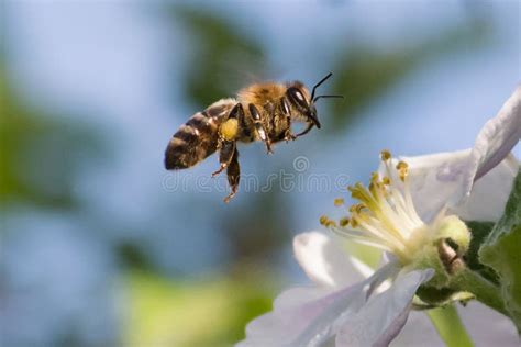 Honey Bee, Pollination Process Stock Image - Image of beauty, outdoor: 152466239