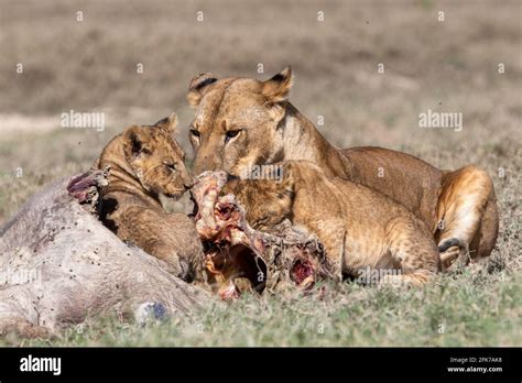 Safari Lioness Hi Res Stock Photography And Images Alamy