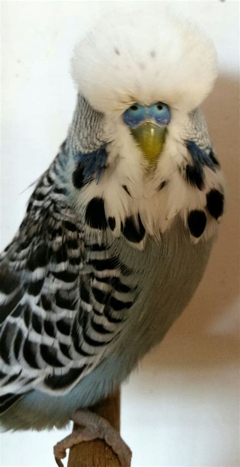 Love Birds Budgies