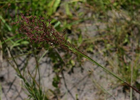 Flora Of Mozambique Species Information Individual Images Panicum