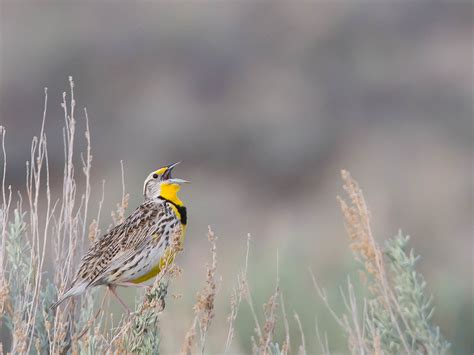 Western Meadowlark Singing 2037 Fremont County Wyoming Flickr