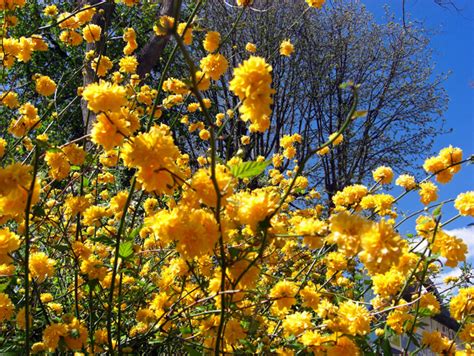 Kerria Japonica Pleniflora Double Flowering Japanese Rose For Sale