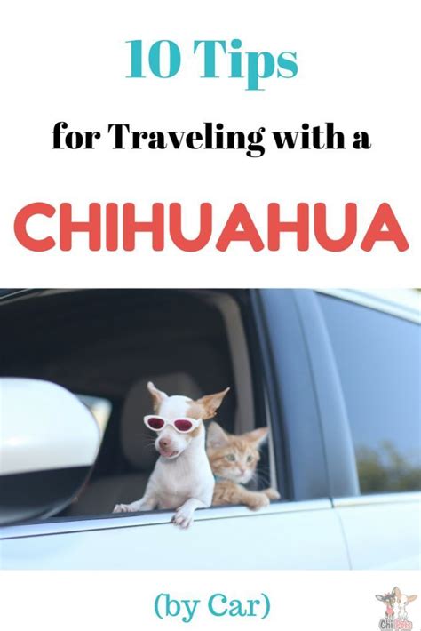 10 Tips For Traveling With A Chihuahua By Car Road Trip With Dog