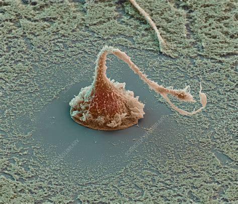 Macrophage SEM Stock Image C057 8429 Science Photo Library