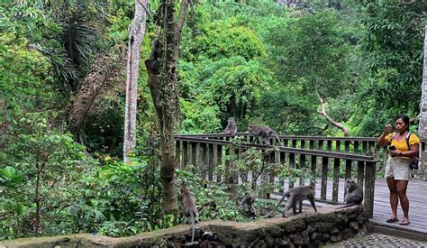 Ubud Monkey Forest Waterfall And Rice Terraces Guided Tour Getyourguide