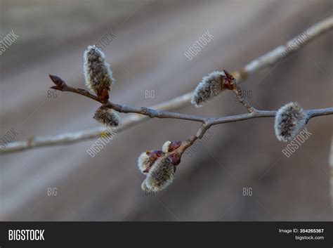 Pussy Willow Branch On Image Photo Free Trial Bigstock