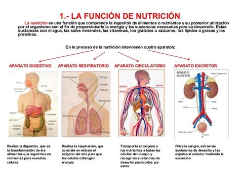 Tema 5 La Nutricion