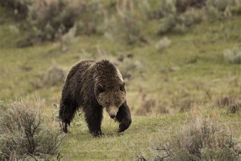 Grizzly / Grizzly Bear / Yellowstone Grizzly / Yellowstone - Etsy