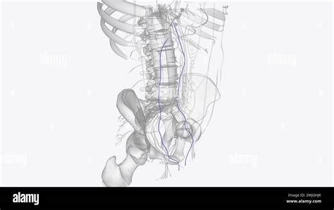 The Testicular Vein Or Spermatic Vein The Male Gonadal Vein Carries