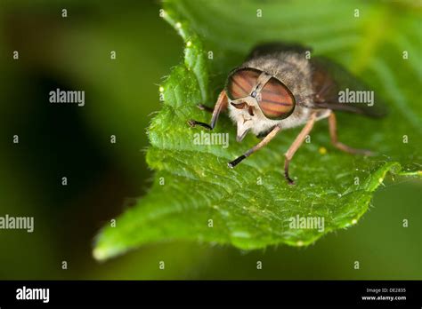 Tábano, caballo-fly, Bremse, Pferdefliege, Hybomitra distinguenda ...