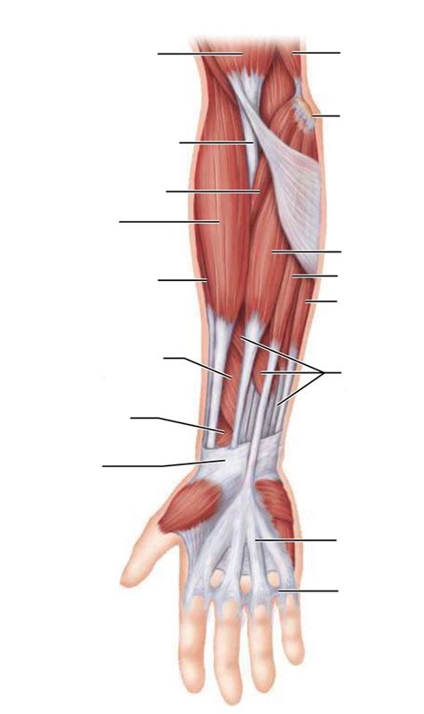 Muscles Of Right Forearm And Hand Anterior Superficial Diagram Quizlet