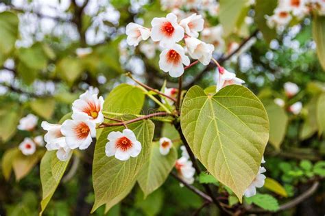 Catalpa Tree Flowers Blossoming in Spring Stock Image - Image of green ...