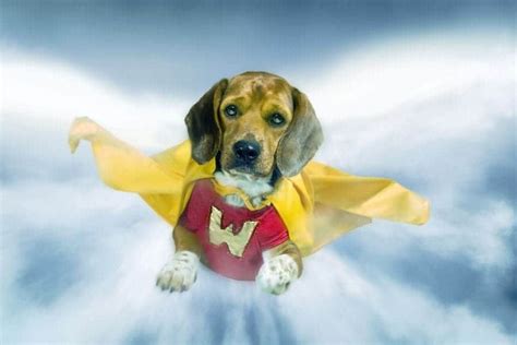 Superhero Dog Names [110+ Powerful Ideas!] - My Dog's Name