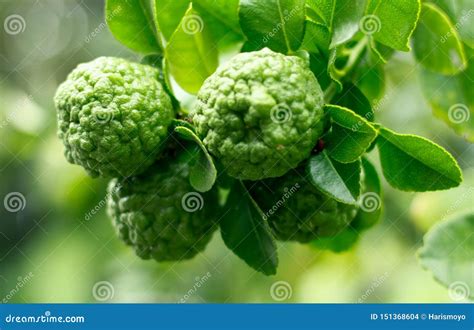 Kaffir lime fruit stock photo. Image of lime, fruit - 151368604